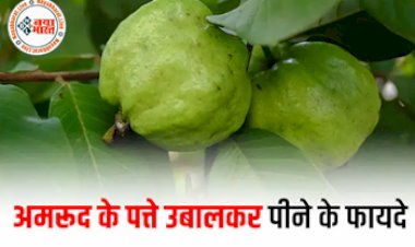 Health Tips: अमरूद ही नहीं इसकी पत्तियों में भी हैं कई गुण, रोजाना काढ़ा पीने से होंगे ये लाभ...जानिए इसके फायदे...