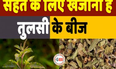 Basil Seeds: सेहत के लिए खजाना है तुलसी के बीज, एक नहीं बल्कि मिलते हैं कई फायदे...