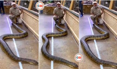 Anaconda: एक शख्स खतरनाक ग्रीन एनाकोंडा के काफी नजदीक बैठे साथ खिंचवाने लगा फोटो, थोड़े ही समय बाद जो हुआ वो देखने लायक है - देखें ये वायरल Video....