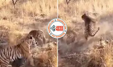 Video: जंगल में शिकार की तलाश में भटकते हुए दो बाघ आये आमने-सामने...कुछ ही समय में दोनो में भिडत देख सहम गये लोग- देखें वीडियो....