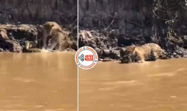 Bagh Aur Sanp Ki Ladai: बाघ नदी किनारे पानी पीने के लिए जाता है मगर उसे वहां एक सांप नजर आ जाता है. फिर क्या था बाघ बुरी तरह से सांप पर टूट पड़ा- देखें वीडियो...