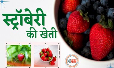Strawberry Farming: स्ट्रॉबेरी की खेती से बदल जाएगी किसानों की किस्मत, बरसेगा पैसा ही पैसा! जानें डिटेल्स...