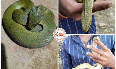 CG- Green Keelback Snake VIDEO: नदी-पहाड़ के करीब बने घर के पास मिला अनूठी प्रजाति का दुर्लभ सांप, देखने के लिए लगी भीड़, फिर हुआ ये, देखें वीडियो.....