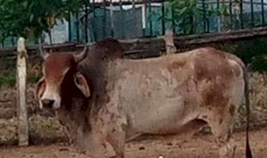 CG:कलेक्टर द्वारा गोद लिए आदर्श गौठान ग्राम सांकरा में गौ तस्करी की आशंका..मामला बेरला जनपद पंचायत क्षेत्र सांकरा ग्राम पंचायत का