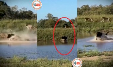 Wild Animal Video: दो शेरों ने मिलकर जंगल में एक भैंसे पर बोल दिया धावा. लेकिन भैंस ने पल भर में मारी ऐसी छलांग....सभी रह गये सन्न- देखें वीडियो....