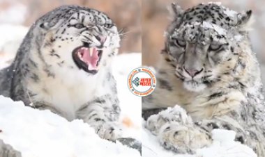 Snow Leopard video: हिम तेंदुए ने खतरनाक ढंग से किया बर्फीले पहाड़ों पर शिकार, वीडियो देख रह जाएंगे हैरान....