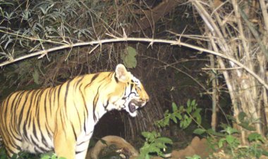 CG News इन्द्रावती टायगर रिजर्व में मिला एक और बाघ: बाघों की कुल संख्या अब हुई इतनी…हाल में पाए गए थे तेन्दुआ के दो शावक….