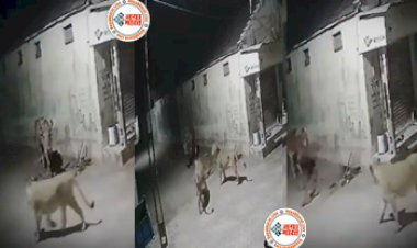 Sher Ka Video: खूंटे से बंधी गाय के पास पहुंचे भूखे शेर, शेरों ने गाय को दबोचना चाहा, लेकिन हुआ कुछ ऐसा जिसे देख लोगो की आंखें फटी रह गई- देखें वीडियो...