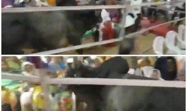 सांड का हुड़दंग VIDEO: CM की सभा में घुस गया सांड, मच गई अफरा-तफरी, मुख्यमंत्री बोले- इसके पीछे बीजेपी का हाथ, देखें वीडियो......