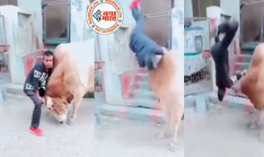 Viral Video: सांड का सींग पकड़कर फोटो खींचना युवक पड़ा महंगा, फिर हुआ कुछ ऐसा कि जिसे देख लोगों के  सुन्न हो गए दिमाग- देखें वीडियो...