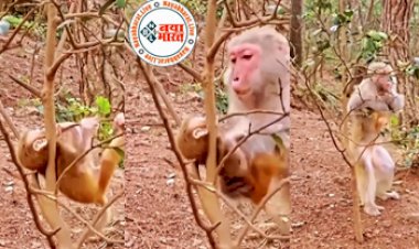 Bandar Ka Video: पेड़ की टहनियों में फंसा बेबी बंदर तो तड़प उठी मां, फिर जो हुआ उसे देख रह जायेंगे दंग- देखें वीडियो...