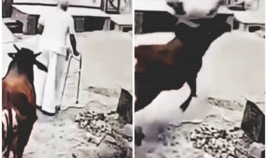 रोंगटे खड़े कर देने वाला VIDEO: सांड का आतंक, गुस्साए सांड ने फुटबॉल की तरह उठाकर फेंका बुजुर्ग को, फिर जो हुआ, वीडियो देखकर दहल जाएगा आपका दिल, देखें डरावना VIDEO.....