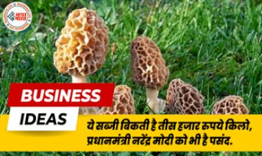 Business Ideas: घर बैठे शुरू कर सकते हैं मुनाफे वाला ये बिजनेस! ये सब्जी बिकती है 30 हजार रूपये किलो, पीएम नरेंद्र मोदी को भी है पसंद...