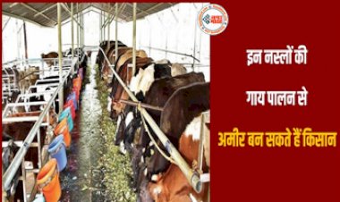Dairy Farming: इन नस्लों की गाय पालन से अमीर बन सकते हैं किसान, जानिए देसी गाय की 5 उन्नत नस्लों को....