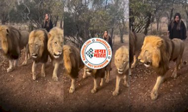 Sher Ka Video: एक लड़की ने तीन-तीन बब्बर शेरों को अपने इशारों पर चलाया, वीडियो देख लोगों के छुटे पसीने...
