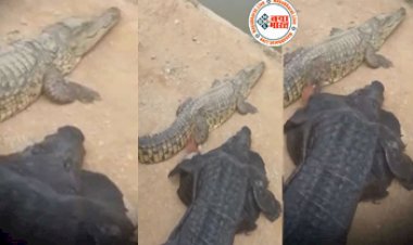 Magarmach Ka Video: नकली कॉस्ट्यूम पहनकर खतरनाक मगरमच्छ के बगल लेट गया शख्स, पैर पकड़कर जब खींचा.... फिर जो हुआ देख हो जायेंगे हैरान- देखें वीडियो...