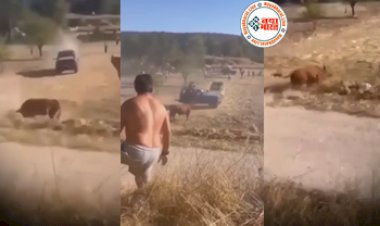 Wild Animal Video: मौत को छु कर कार के छत पे बैठा शख्स, देखते ही देखते भड़के सांड ने पीट-पीटकर कर दी ऐसी हालत, देख दूर से ही भागे लोग-देखें वीडियो...