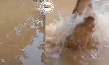 Viral Video: शख्स ने शांत पानी में फेंका छोटा सा पत्थर, निकला विशाल और खतरनाक मगरमच्छ, देखने वालो के हाथ से छुटी प्याली- देखें वीडियो...