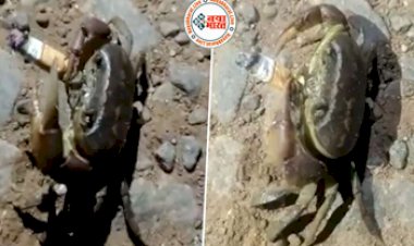 Viral Video Today: समुद्र किनारे सिगरेट का कश मारता हुआ दिखा केकड़ा, जलती सिगरेट को मुँह में लगाकर निकाला धुँआ, वीडियो देख हैरान हुए लोग...