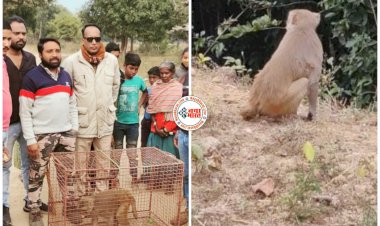 CG- बंदर का आतंक VIDEO: बंदर गांव में लोगों पर लगातार कर रहा था हमला, वन विभाग ने किया रेस्क्यू, देखें वीडियो.....