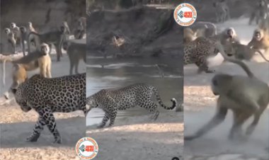 Bandar Aur Jaguar Ka Video: जगुआर फंसा बंदरों के झुण्ड में तगड़ी चाल लगा बुरी तरह खदेड़ा, हैरान कर देगा ये वायरल वीडियो...
