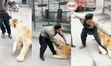 Sherni Ka Video: खूंखार शेरनी को पालतू समझने की भूल कर बैठा शख्स, जैसे ही शेरनी के पास पहुंचा, हुआ कुछ ऐसा कि लोगों की अटक गई सांसे- देखें वीडियो...