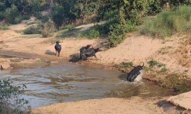 CG VIDEO: टाइगर रिज़र्व में दिखा वन भैंसों का झुंड, पानी में मस्ती करते दिखे, देखें वीडियो....