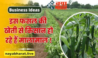 Business Ideas: इस फसल की खेती से किसान हो रहे हैं मालामाल.... हर साल होगी लाखों की आमदनी, जानिए कैसे करें शुरू...
 .