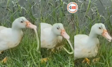 Battakh Ka Video: मासूम बत्तख ने छोड़ी मासूमियत, पलक झपकते ही खतरनाक सांप को जिन्दा निगला, लोगों की काँप गई रूह- देखें वीडियो...