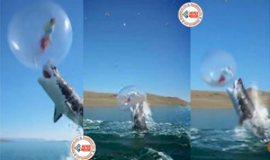 Viral Video Today: शख्स समुद्र में घुसते ही शार्क की रडार पर आ गया, फिर जो हुआ उसे देख  रह जाएंगी आंखें फटी की फटी - देखें वीडियो...