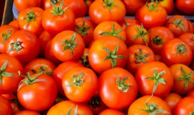 Tomato Price: टमाटर की कीमत एक रुपये किलो से भी कम, यहां 40 पैसे किलो बिक रहा टमाटर, किसानों की मजदूरी भी नहीं निकल पा रही.....