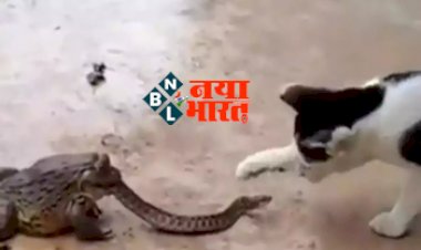 Sanp Aur Mendhak Ka Video: जहरीले सांप के ऊपर भारी पड़ा मेंढक, बिल्ली ने भी उठाया मौके का फायदा, नजारा देख सन्न रह गए लोग - देखे ये वायरल वीडियो....
