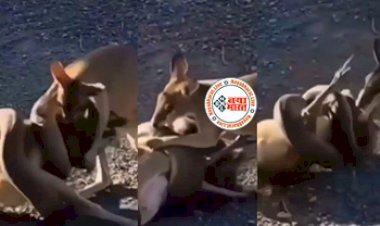 Azgar Ka Video: कंगारू को जिन्दा निगल रहा था अजगर, फिर दोस्त को बचाने के लिए भिड़ गया..... फिर जो हुआ उसे देख लोगों के रोंगटे खड़े हो गए- देखें वीडियो...