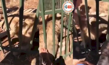 Sher Ka Video: खूंखार शेर के पिंजरे में शख्स ने डाला अपना हाथ, धीरे से सहलाने भी लगा, फिर जो हुआ उसे देख दंग रह जायेंगे आप- देखें वीडियो...