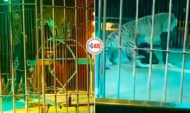 Bagh Ka Video: बाघ ने सर्कस में अपने ही ट्रेनर को गर्दन पकड़कर दबोचा, लोगों के छुटे पसीने- देखें वीडियो...