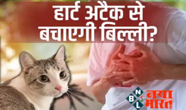Health Tips: बिल्ली पालने से नहीं आएगा हार्ट अटैक! इंसान और बिल्ली का रिश्ता 9500 साल पुराना है....