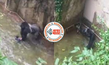 Viral Video: खूंखार गोरिल्ला के पास फंसा छोटा-सा बच्चा, फिर गोरिल्ला ने की ऐसी हरकत, जिसे देख लोग भी रह गए सन्न- देखें वीडियो...