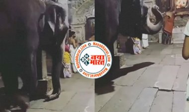 Viral Video: जब आरती के दौरान मंदिर के अंदर भक्ति में लीन हुए गजराज, Video देख आंखों पर यकीन नहीं कर पाए लोग...