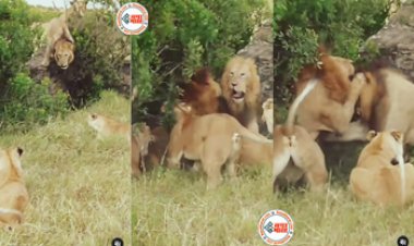 Sher Ka Video: जंगल में अचानक दो शेर एक- दूसरे को देखते ही ऐसे भिड़े की दहल उठा पूरा जंगल - देखें वीडियो....