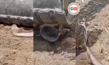 Cobra Video: JCB ने कुचला फिर भी फन फैला उठा कोबरा सांप, लोगों को अपनी ही आँखों पर नहीं हुआ भरोसा- देखें वीडियो...