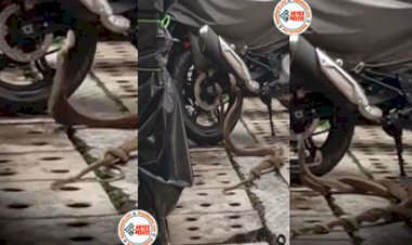 Naag Nagin Love Video: नाग-नागिन के जोड़े ने दिखाया अद्भुत नजारा, कैमरे में कैद हुआ प्रेम में डूबा हुआ नजारा- देखें वीडियो....