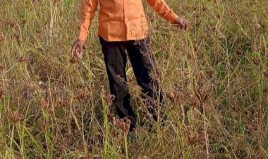 CG:प्राकृतिक खेती द्वारा 50 ग्राम रागी से 1 क्विंटल हुआ उत्पादन...छत्तीसगढ़ देश का पहला ऐसा राज्य है जहां पर कोदो कुटकी और रागी का समर्थन मूल्य पर खरीदी राज्य सरकार द्वारा किया जा रहा है। भारत के प्रस्ताव पर संयुक्त राष्ट्र संघ ने वर्ष 2023 को मिलेट्स वर्ष घोषित किया है।