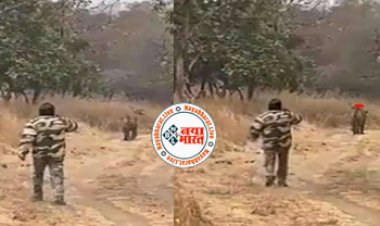 Bagh Ka Video: वीडियो बनाने के चक्कर में खूंखार बाघ के पीछे कैमरा लेकर दौड़ पड़ा शख्स, तभी हुआ कुछ ऐसा जिसे देख रोंगटे खड़े हो जायेंगे- देखें वीडियो...