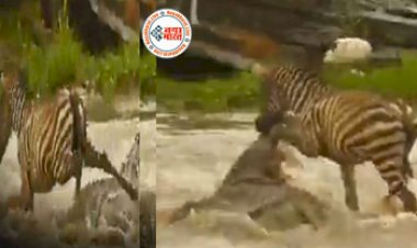 Magarmach Aur Zebra Ka Video: मगरमच्छ से भरी नदी पार कर रहा था जेब्रा, तभी आचानक उसने मगरमच्छ के ऊपर रख दिया अपना पैर, फिर जो हुआ उसे देख दंग रह जायेंगे आप- देखें वीडियो...