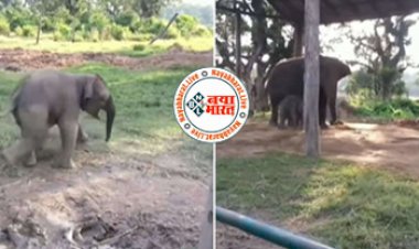 Hathi Ka Video: बकरी से डर गया हाथी, देखते ही तेजी से भाग पड़ा, यह देख लोगों की नहीं रुक रही हँसी, देखें मजेदार वीडियो...