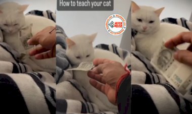 Billi Ka Video: