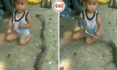 Dangerous King Cobra Viral : खतरनाक किंग कोबरा को बच्चे ने पकड़ लिया, तभी हुआ कुछ ऐसा जिसे देख सन्न रह जायेंगे आप- दखें वीडियो...