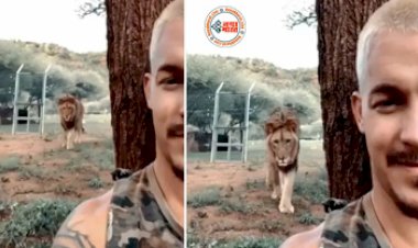 Sher Ka Video: मोबाइल से वीडियो बना रहे शख्स के ऊपर चढ़ा खूंखार शेर, तभी हुआ कुछ ऐसा जिसे देख होश उड़ जायेंगे आपके- देखें वीडियो...