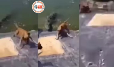 Dangerous Crocodile Attack : खतरनाक मगरमच्छ के जबड़े में ढलान से फिसलता हुआ जा पहुंचा कुत्ता, अगले ही पल हुआ कुछ ऐसा नज़ारा देख चीखने लगे लोग- देखें वीडियो...