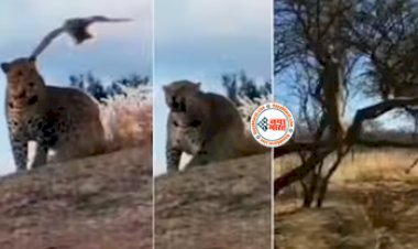 Wild Animal Video: खतरनाक चीता को छेड़ने की भूल कर बैठा बाज़, चीते ने छलांग लगाकर किया कुछ ऐसा, नज़ारा देख हैरान हुए लोग- देखें वीडियो...